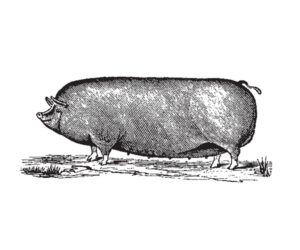 Pork Graphic